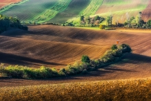 Morawskie pola