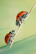 Siedmiokropki 