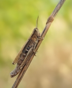 Konik polny (Chorthippus)