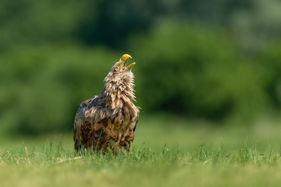 raftik - Zew natury - Bielik, White-tailed Eagle (Haliaeetus albicilla) ... 2019r. . Zdjęcie 246420