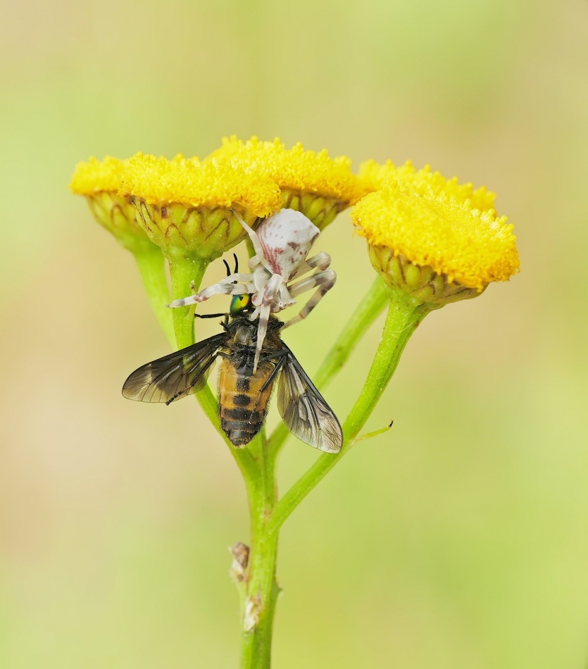 keni - Kwietnik (Misumena vatia) w akcji. PE proszę. Zdjęcie 325668