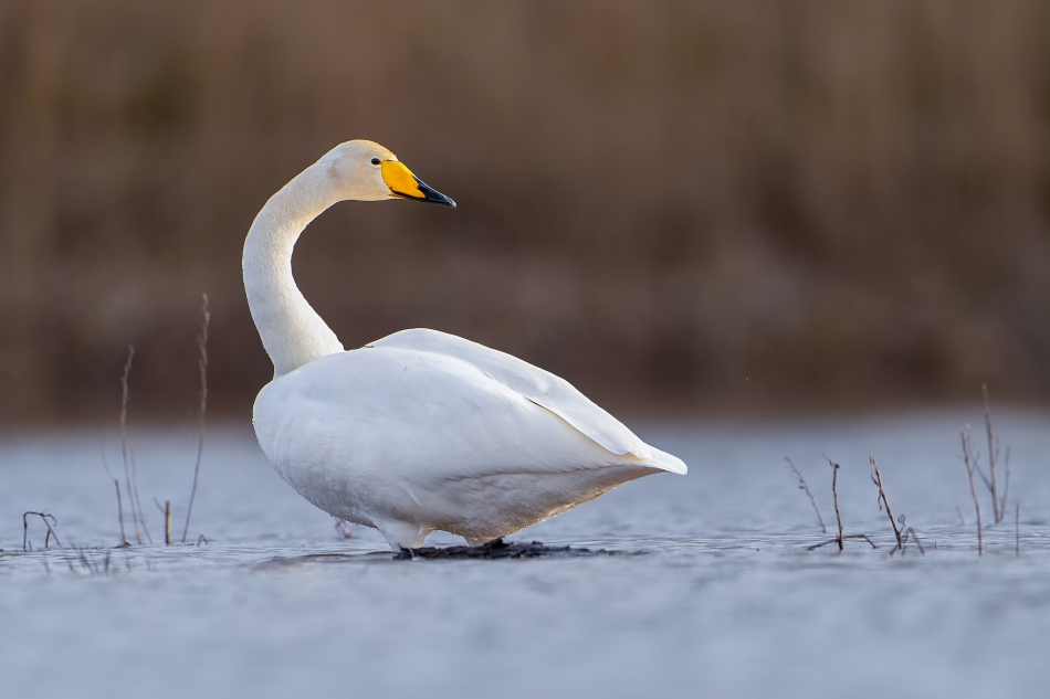 fotodam - Samotnie. Łabędź krzykliwy. Zdjęcie 322781