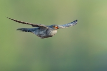 Kukułka, Common Cuckoo ...