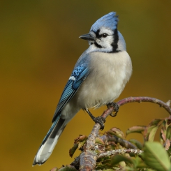 Modrosojka blekitna.