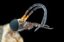 Extreme Macro