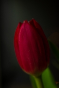 Pan Tulipan
