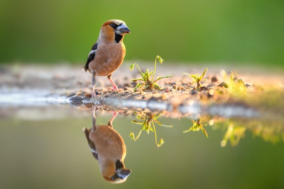 raftik - Grubodziób o wschodzie, Hawfinch (Coccothraustes coccothraustes) ... 2024r. . Zdjęcie 326116