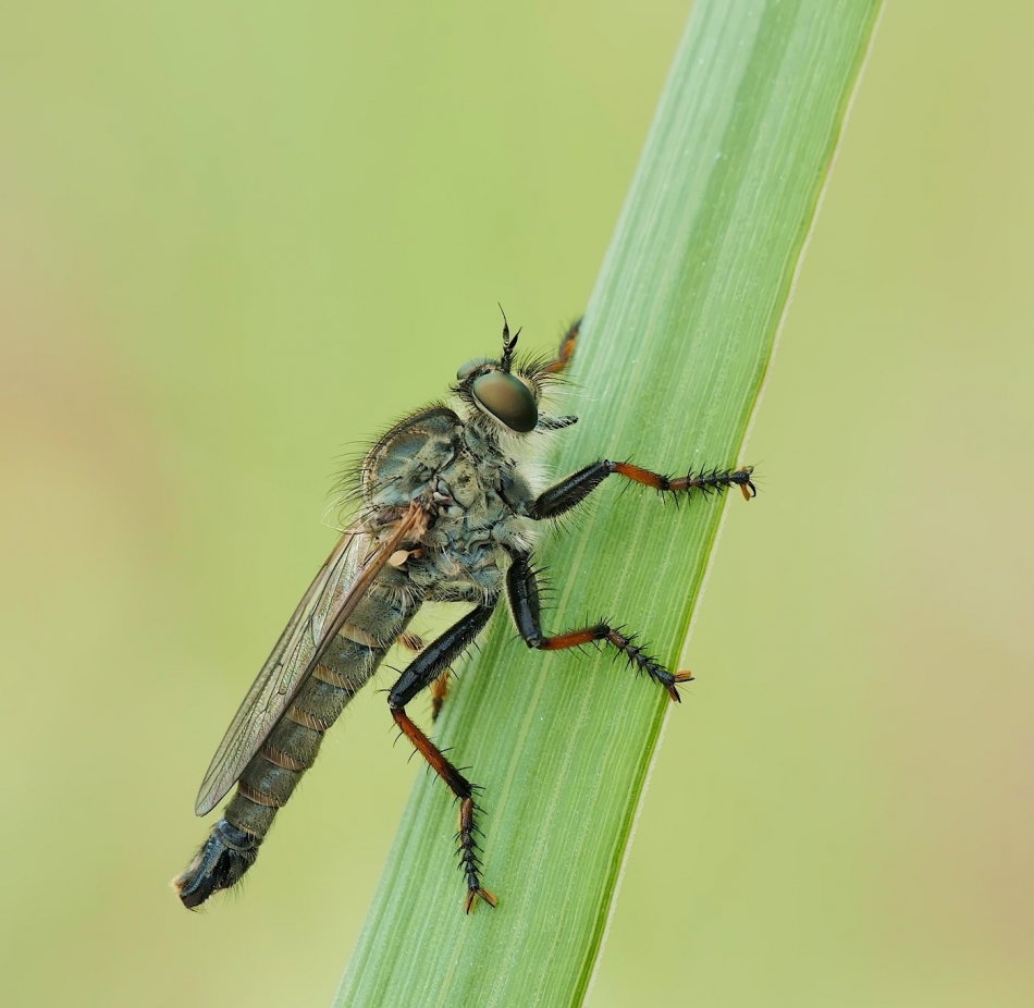 keni - Machimus atricapillus. PE proszę.. Zdjęcie 325513