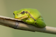 Luzik