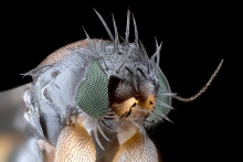 Extreme Macro