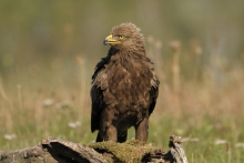 Orlik krzykliwy 
