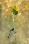 In The Golden Rain
