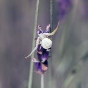 Kwietnik. Misumena vatia.