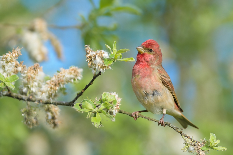 raftik - Dziwonia, Common Rosefinch (Carpodacus erythrinus) ... 2021r. . Zdjęcie 288531