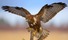 Landing operation