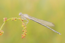 ważka (Odonata)