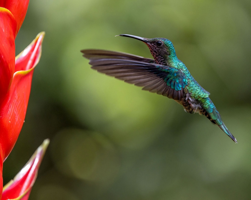 rybo_lub - Hummingbirds. . Zdjęcie 331288
