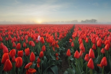 Tulipany...