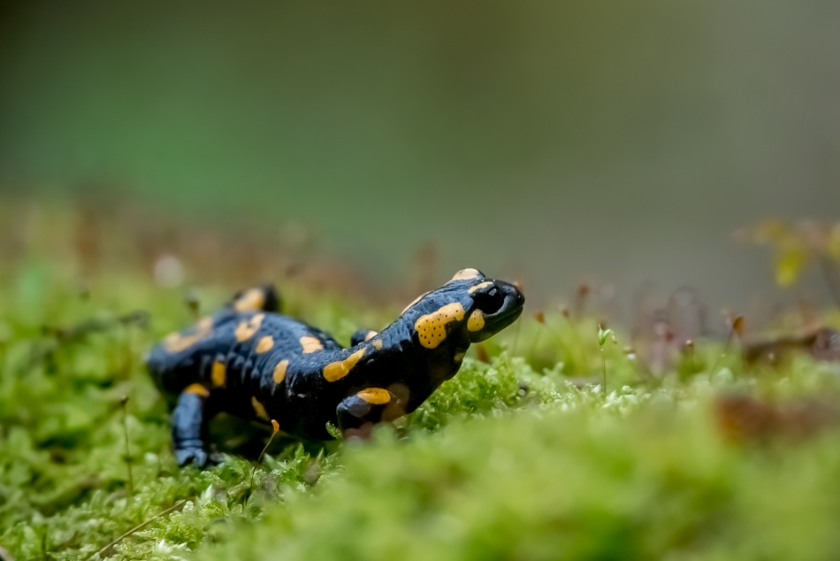 michalbukala - Na zieloniej łące.... Salamandra plamista. Zdjęcie 313403