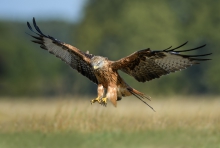 Kania Ruda, Red Kite (M...