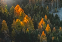 An Autumn's Tale...