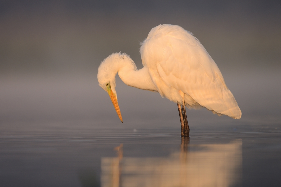 Egretta alba. . Zdjęcie 218387