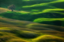 Oak...