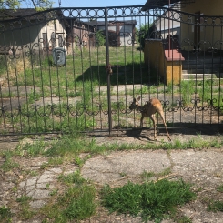 Uwięziona