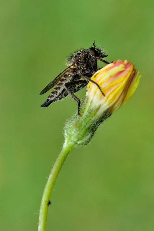 mariusz - Łowiec czarniawy (Machimus atricapillus). . Zdjęcie 94520