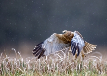 Błotniak stawowy