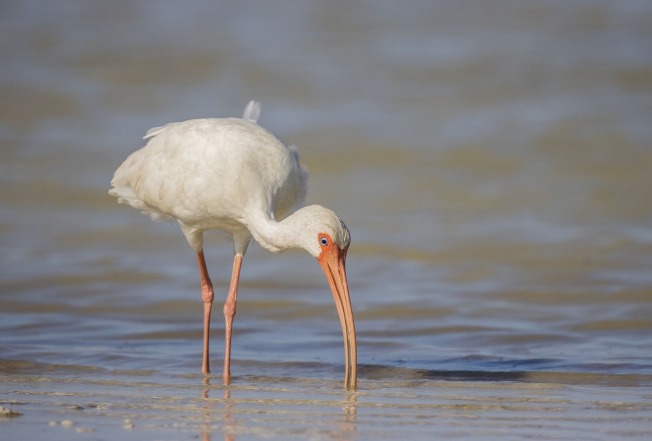 madeleinemagdalena - Ibis biały . . Zdjęcie 310082