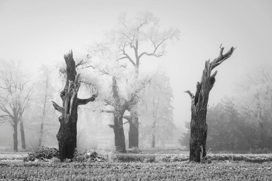 mgregor - Zdjęcie autorstwa mgregor. . Zdjęcie 337476