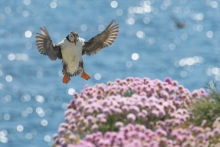 Summer comes on the wings