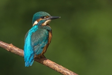 Zimek II