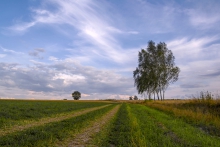 Polną drogą...
