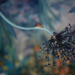 Boutique Mademoiselle L...