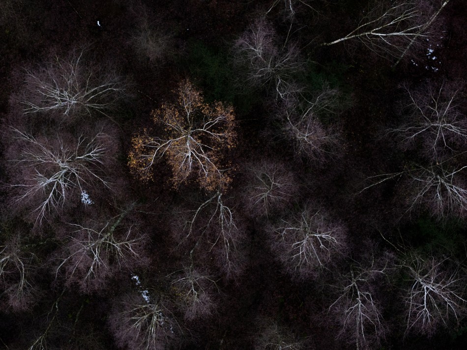 Teodoro16 - Widok na las z lotu ptaka.                             . Zdjęcie 337638