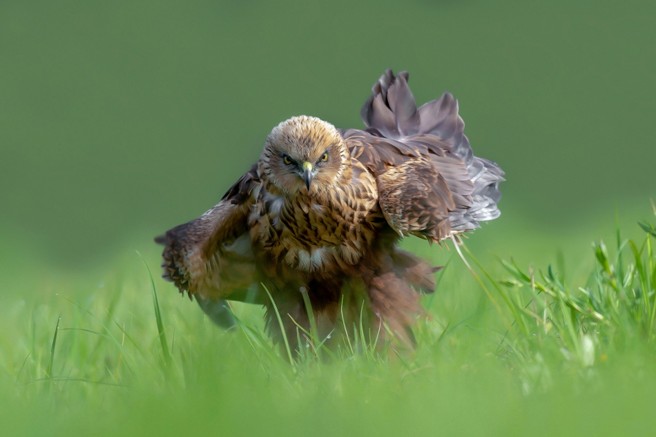 fotodam - Pieniacz. Błotniak stawowy (Circus aeruginosus). Zdjęcie 324026