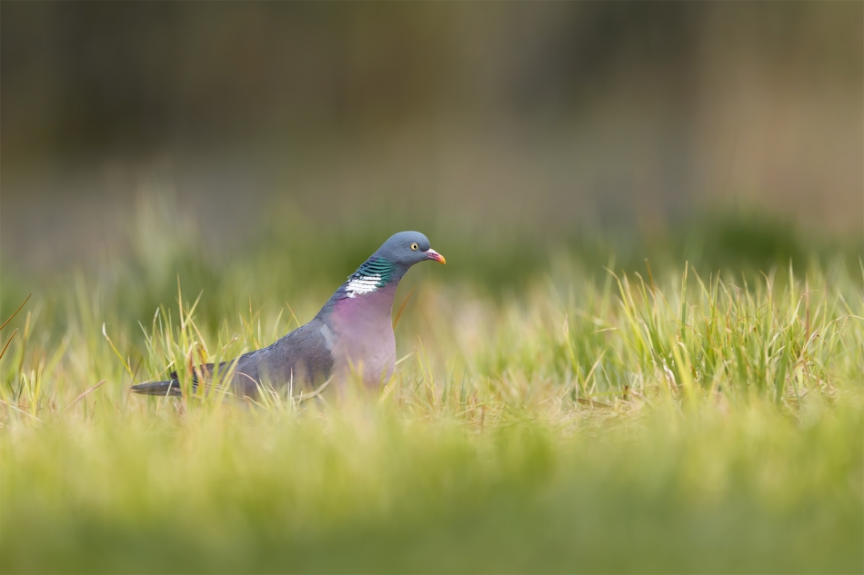 fotodam - Gołąbek. Grzywacz (Columba palumbus) Common Wood-Pigeon. Zdjęcie 332185