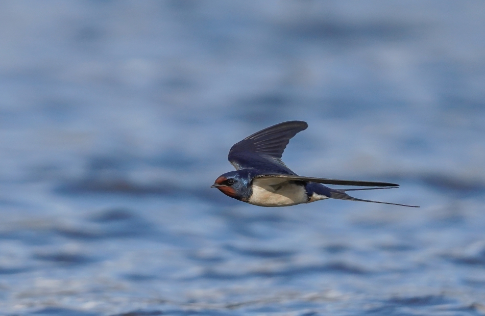 amigamedia - Dymówka. Dymówka (Hirundo rustica . Zdjęcie 287429