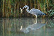 Czapla Siwa, Grey Heron...