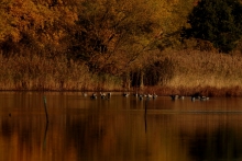 Barwy jesieni