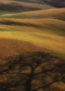 Field