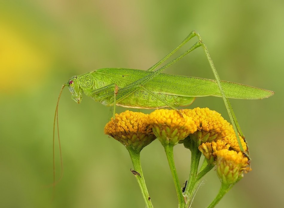 keni - Długoskrzydlak sierposz. . Zdjęcie 317753