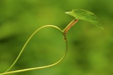 Pod parasolem
