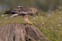 Błotniak stawowy 
