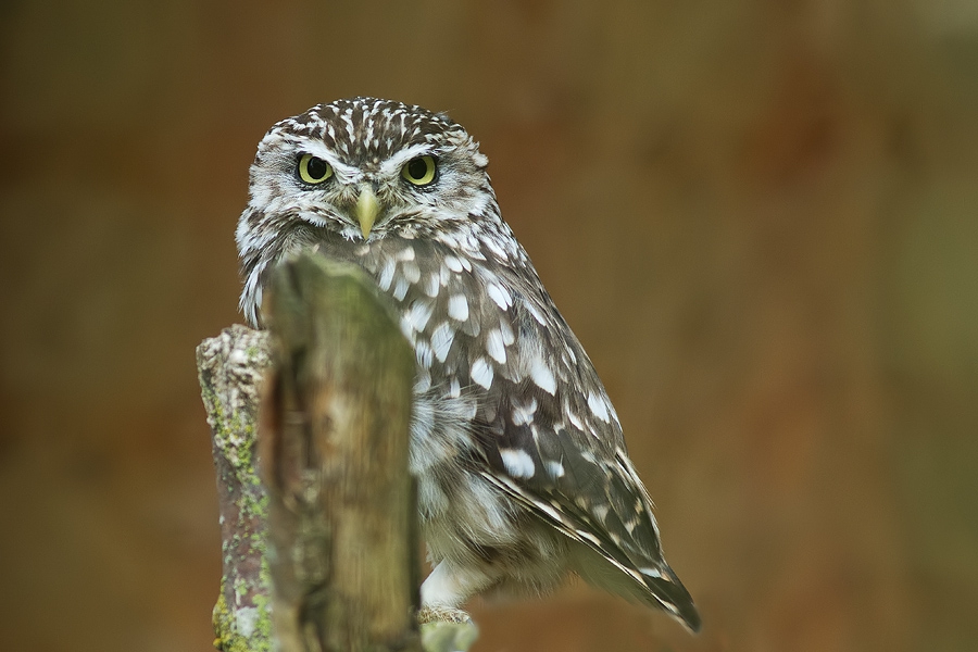 fotorom - Obserwator. . Zdjęcie 172099