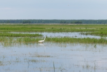 Czapla nadobna  (Egrett...