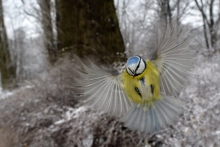 Aniołek