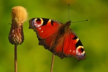 Rusałka pawik (Aglais io)